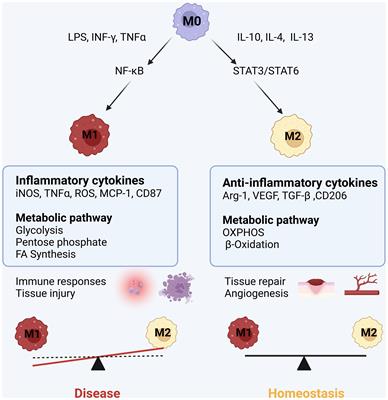 Cardiac macrophages in maintaining heart homeostasis and regulating ventricular remodeling of heart diseases